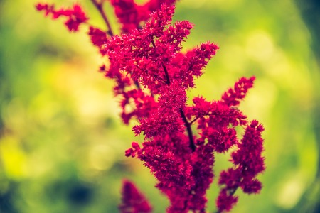 Pink summer flowers bloomed. Beautiful pink flowers. Natural flowers