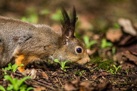 Squirrel sitting on the ground. . Rodent. Animal from the park.の写真素材