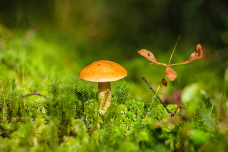 Glade mushroom mohovik. Mushroom Glade. The fruits of the forest. Edible Tube Mushroom