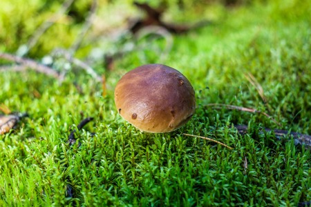 Glade mushroom mohovik. Mushroom Glade. The fruits of the forest. Edible Tube Mushroom