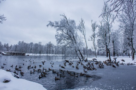 Overcast snowy evening park. It's a nasty day. Snow park. Picture winter park. Winter landscape....