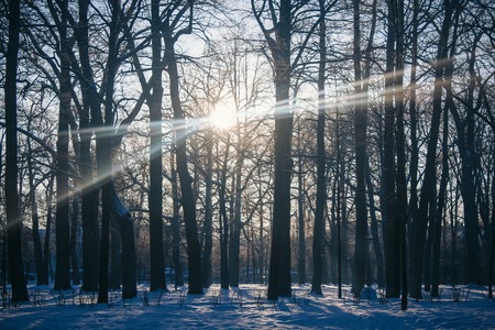 Winter Park. Snow park. Picture winter park. Winter landscape. Winter natureの写真素材