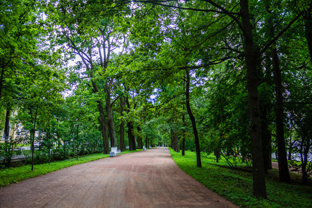 Alley green in the park. Background summer park. Russian well-groomed park. Beautiful alleys of the park