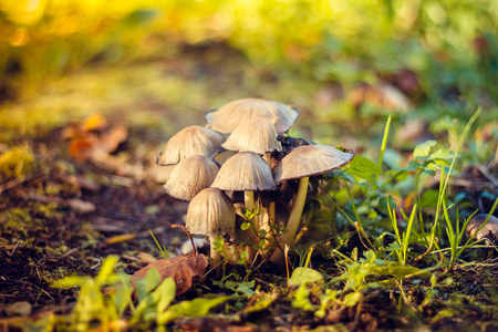 Toadstools on the meadow. Mushrooms in the meadow. Inedible mushroomsの写真素材