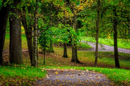 Autumn park in cloudy weather. overcast weather. autumn. sad picture. sadly sad time