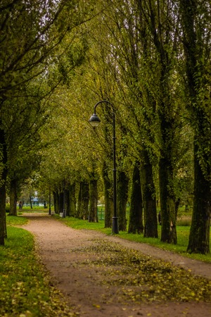 Autumn park in cloudy weather. overcast weather. autumn. sad picture. sadly sad timeの写真素材