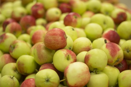 Showcase with apples. apples in the supermarket. many apples. photo applesの写真素材