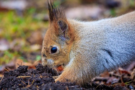 Squirrel digs in the ground. Animal in the wild. Rodent. Park animal