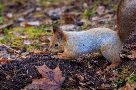 Squirrel digs in the ground. Animal in the wild. Rodent. Park animal