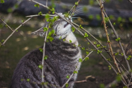 The gray cat gnaws a branch of a bush. A street cat. A branch of a blossoming bushの写真素材