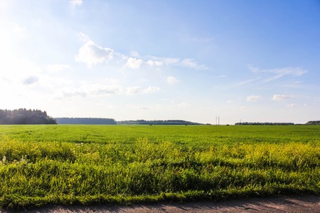 Summer landscape in the field. Sky and field. Beautiful summer landscape