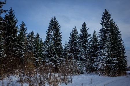 Winter forest . Beautiful winter forest. Trees and snow. Winter landscapeの写真素材