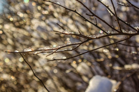 A branch covered with ice. winter branch. branch frozeの写真素材