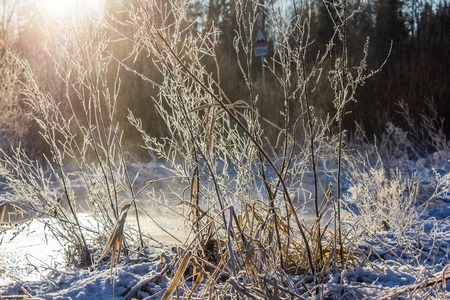 A branch covered with ice. winter branch. branch froze