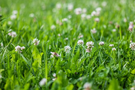 Summer wild flowers - clover. Flower ball. Small flowers.