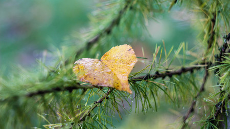 Autumn leaf . Bright autumn leaf. Change sheet colorの写真素材
