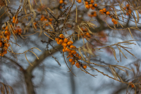 Branches of sea buckthorn. Orange berries. Dried leaves