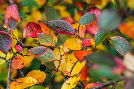 Autumn leaf . Bright autumn leaf. Change sheet colorの写真素材