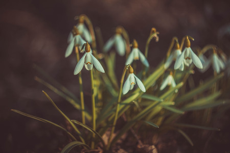 Spring flowers snowdrops. first flowers from under the snow. White flowersの写真素材