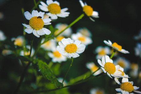 chamomile wildflowers. white wildflowers. flower petals. White flower petalsの写真素材