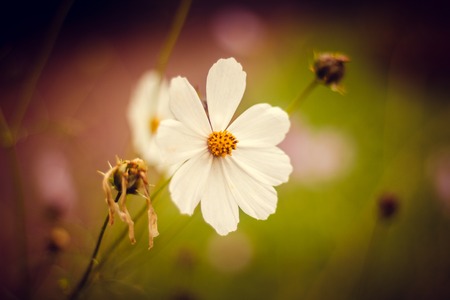 White beautiful summer flowers. White flower petals. Natural flowers