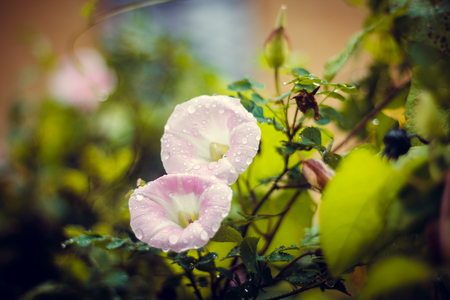 White beautiful summer flowers. White flower petals. Natural flowersの写真素材