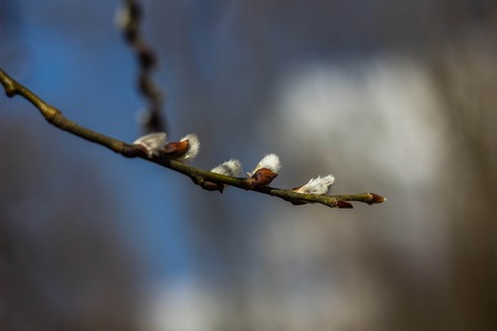 Willow branch. Spring buds of the tree. Fluffy willowの写真素材
