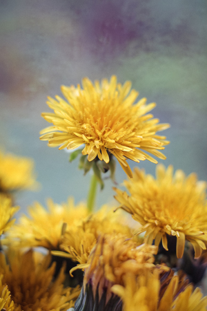 Yellow beautiful summer flowers. Yellow flower petals. Natural flowersの写真素材