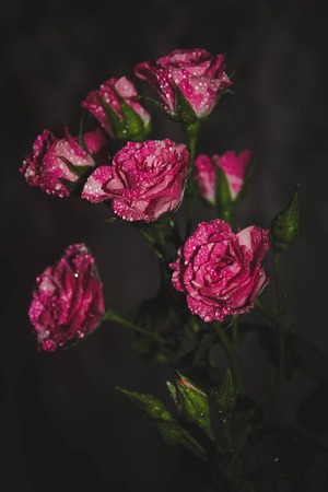 Pink beautiful summer flowers. Pink flower petals. Natural flowersの写真素材