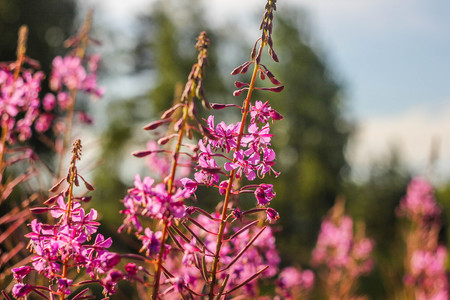 Pink beautiful summer flowers. Pink flower petals. Natural flowersの写真素材