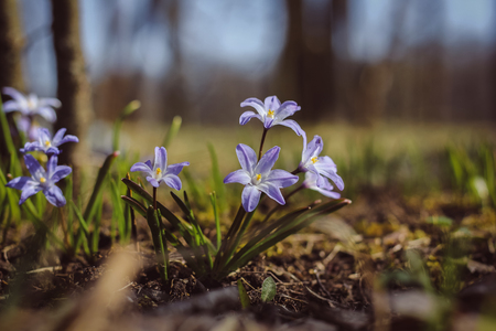 Purple beautiful summer flowers. purple flower petals. Natural flowers