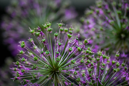 Purple beautiful summer flowers. purple flower petals. Natural flowersの写真素材