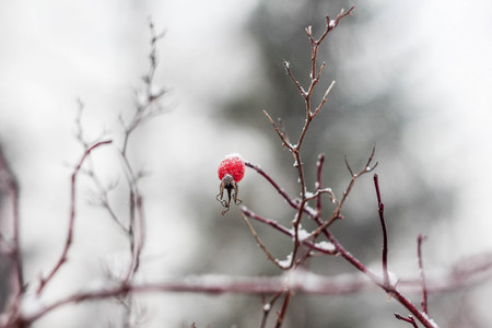 Frozen snow branches. White branches of the bush. Beauty of nature . winter fairy taleの写真素材