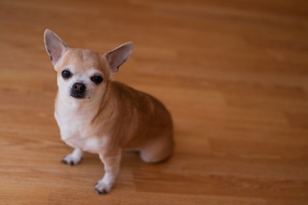 Light dog chihuahua on linoleum. Chihuahua sits on the floor. A pet. A little dog. Well-groomed dogの写真素材