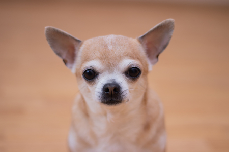 Light dog chihuahua on linoleum. Chihuahua sits on the floor. A pet. A little dog. Well-groomed dogの写真素材