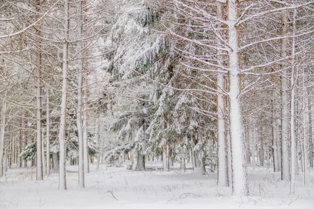 Winter landscape in the forest. Trees in the snow. Snow picture. Swept with snow.