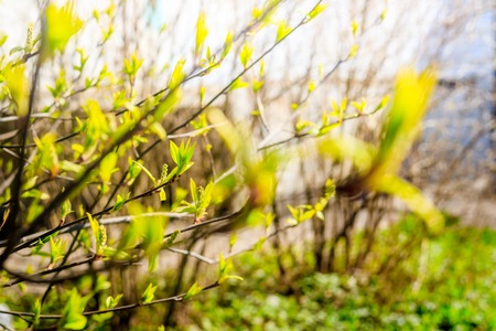 Blossoming branch of the bush. Young leaves bushes. Live plants.