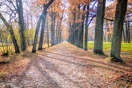 Autumn park in clear weather. Golden autumn. Autumn in the park. Yellow foliage. Morning light