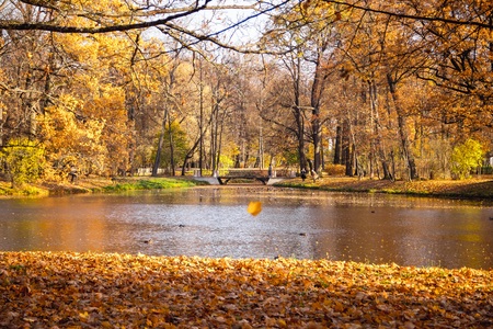 Autumn park in clear weather. Golden autumn. Autumn in the park. Yellow foliage. Morning light