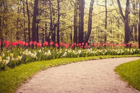 Spring flowers red tulips. beautiful red flowers. blooming flowerの写真素材
