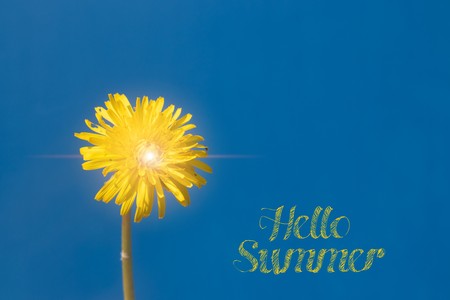 Hello summer banner. New season . Welcome card Yellow flowers. Dandelion against the blue sky. Text on the photo. Photo with a flower. Yellow dandelionの写真素材