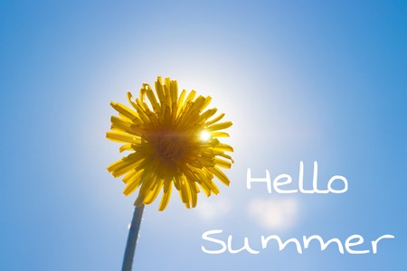 Hello summer banner. New season . Welcome card Yellow flowers. Dandelion against the blue sky. Text on the photo. Photo with a flower. Yellow dandelionの写真素材