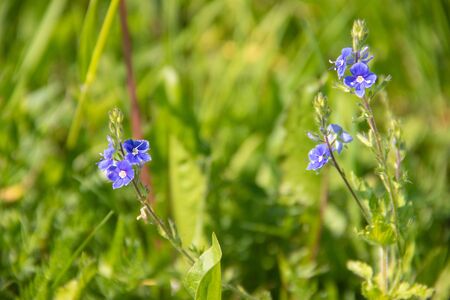 Blue flowers of forget-me-not in the grass. Small flowers. Summer flowers in the grassの写真素材