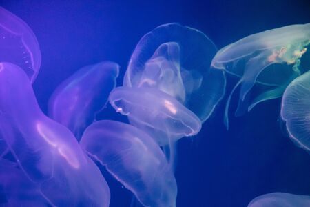 Jellyfish in the backlit aquarium.の写真素材