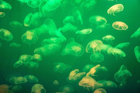 Jellyfish in the backlit aquarium.の写真素材