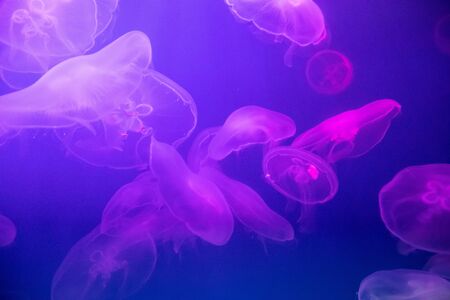 Jellyfish in the backlit aquarium.