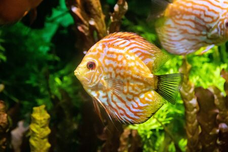 Fish swims in the aquarium in the aquarium.の写真素材