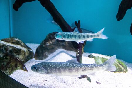 Fish swims in the aquarium in the aquarium.の写真素材