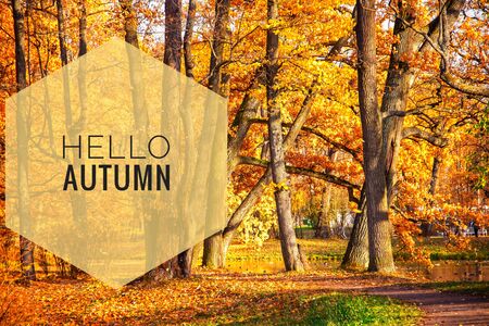 Banner hello autumn Trees in the autumn park. Seasonsの写真素材