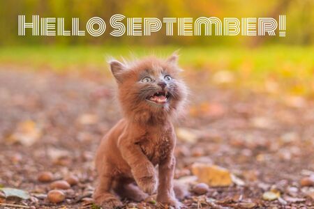 Hello September banner Kitten in the autumn park.の写真素材
